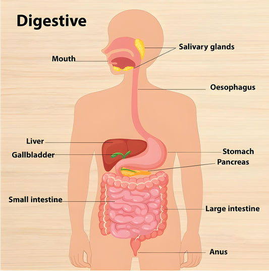 Digestive system puzzle