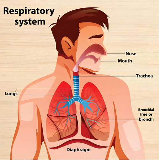 Respiratory puzzle